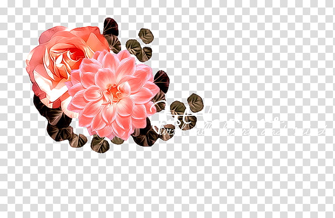 mixed, pink petaled flower transparent background PNG clipart