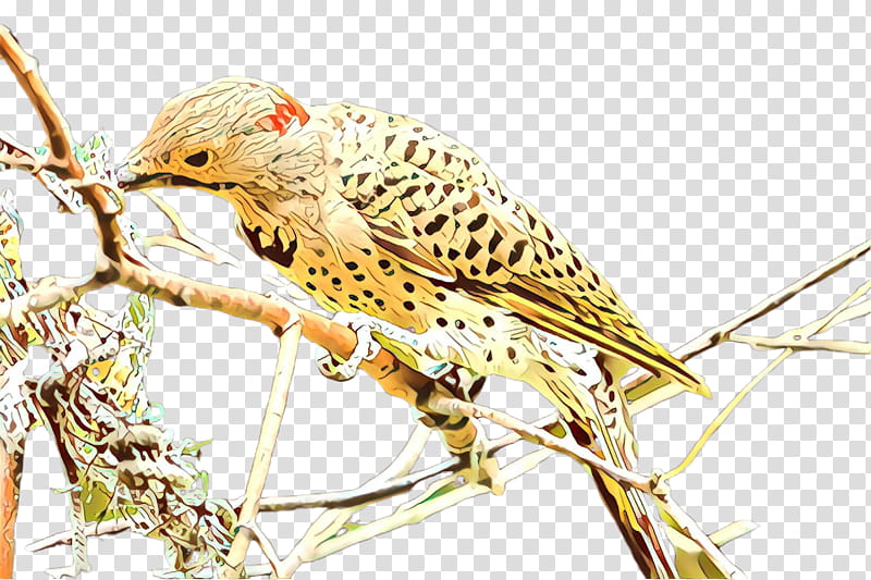 bird beak falconiformes transparent background PNG clipart