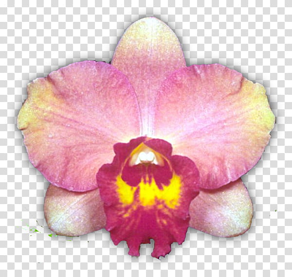 Pink Flower, Moth Orchids, Cattleya Orchids, Logan City, Epidendrum, Dancinglady Orchid, Singapore Orchid, Venus Slipper transparent background PNG clipart