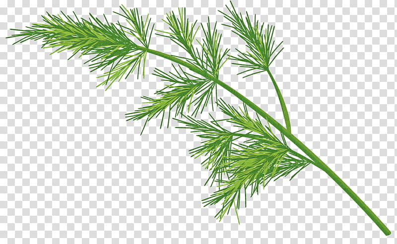 white pine plant grass red pine shortstraw pine, American Larch, Leaf, Tree, Grass Family, Jack Pine, Terrestrial Plant, Herb transparent background PNG clipart