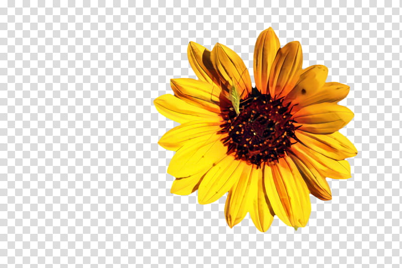 Marigold Flower, Sunflower, Flora, Bloom, Transvaal Daisy, Yellow, Chrysanthemum, Gerbera transparent background PNG clipart