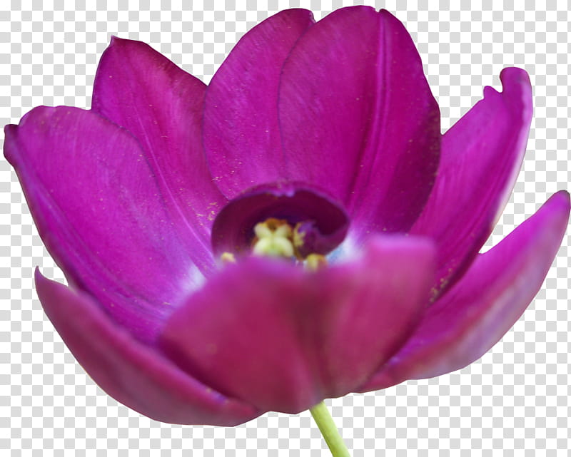 Tulip , purple petaled flower transparent background PNG clipart