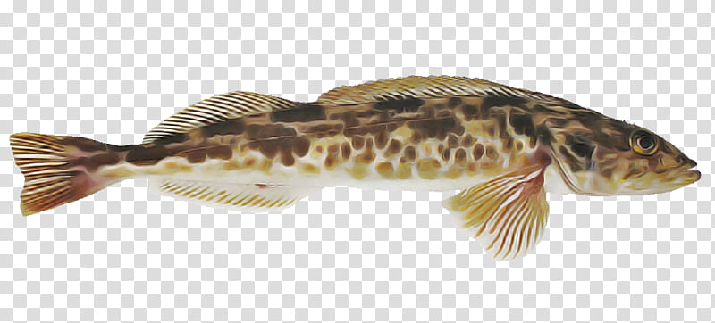 fish fish catfish magur transparent background PNG clipart