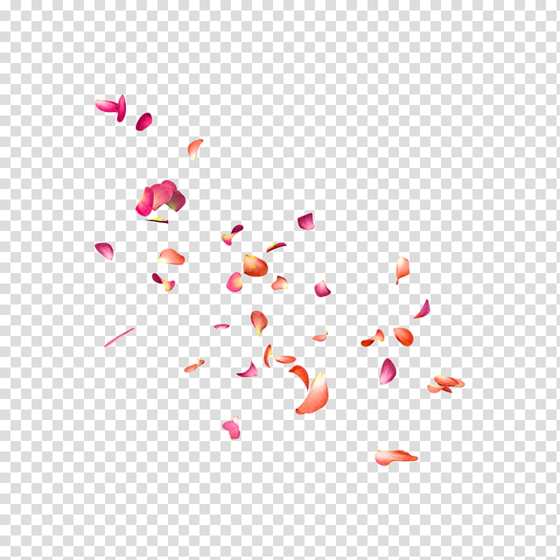 Pink Flowers, Petal, Editing, Floral Design, Cut Flowers, Sticker, Flower Bouquet, Garden Roses transparent background PNG clipart
