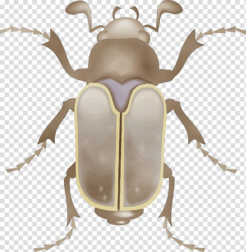insect stag beetles beetle elephant beetle cetoniidae, Watercolor, Paint, Wet Ink, Weevil, Scarabs transparent background PNG clipart