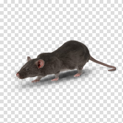 Mouse, Laboratory Rat, Black Rat, Gerbil, Fancy Rat, Mousetrap, Pest, Animal transparent background PNG clipart