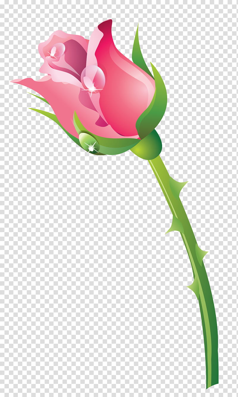 Lily Flower, Garden Roses, Cut Flowers, Bud, Tulip, Plant Stem, Leaf, Petal transparent background PNG clipart