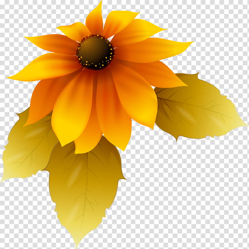 Orange Flower, Yellow, Sunflower, Petal, Plant, Blackeyed Susan, Daisy Family, Gerbera transparent background PNG clipart