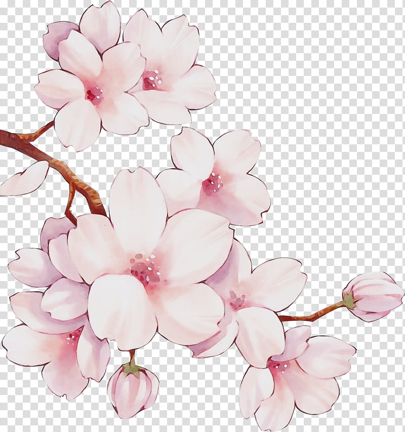 Cherry blossom, Watercolor, Paint, Wet Ink, Petal, Pink, Flower, Plant transparent background PNG clipart