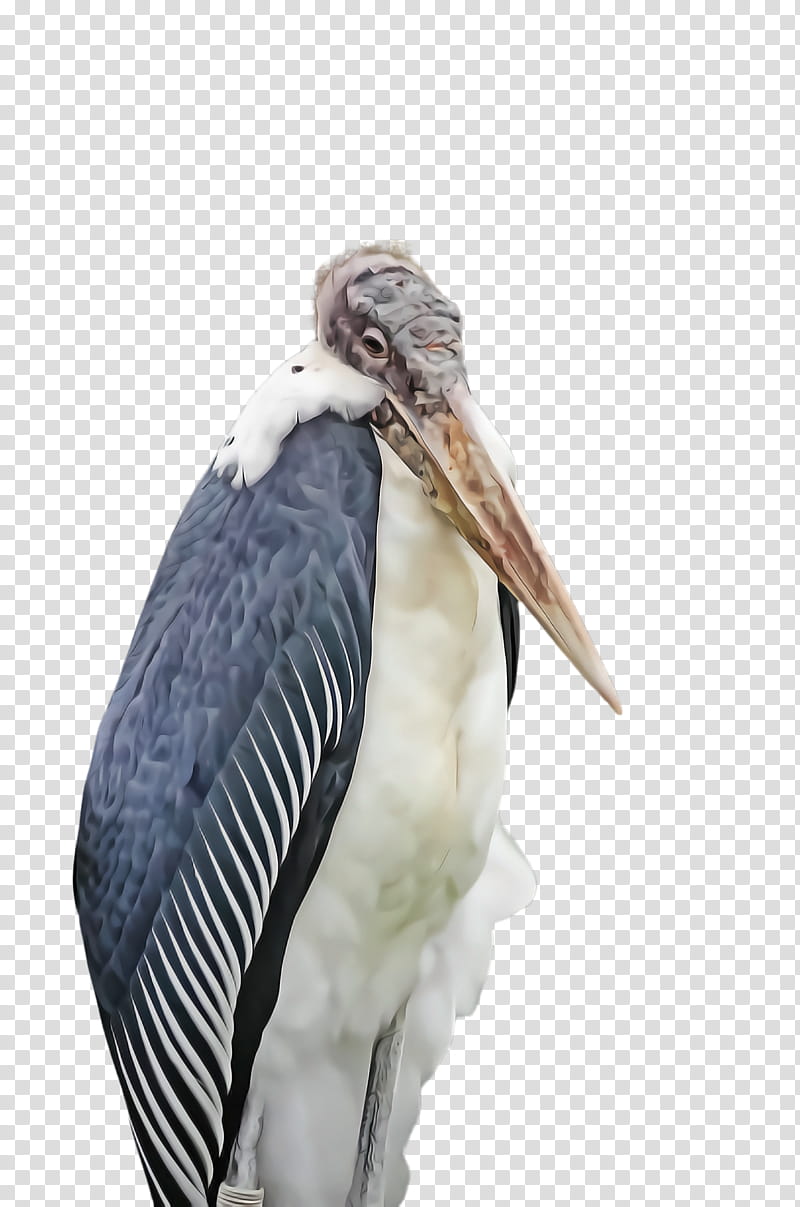 Feather, Marabou Stork, Bird, Beak, Pelecaniformes, Ciconiiformes, Pelican, Wildlife transparent background PNG clipart
