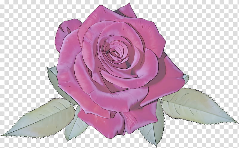 Garden roses, Flower, Pink, Hybrid Tea Rose, Purple, Rose Family, Violet, Petal transparent background PNG clipart