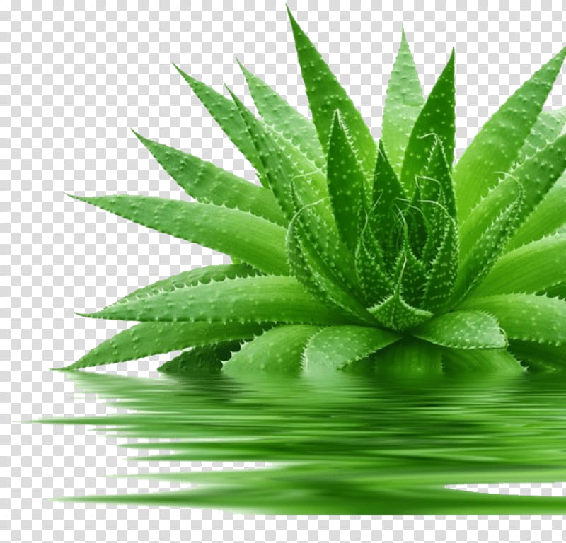 Aloe Vera Leaf, Forever Living Products, Gel, Cream, Ayurveda, Skin, Aloes, Green transparent background PNG clipart