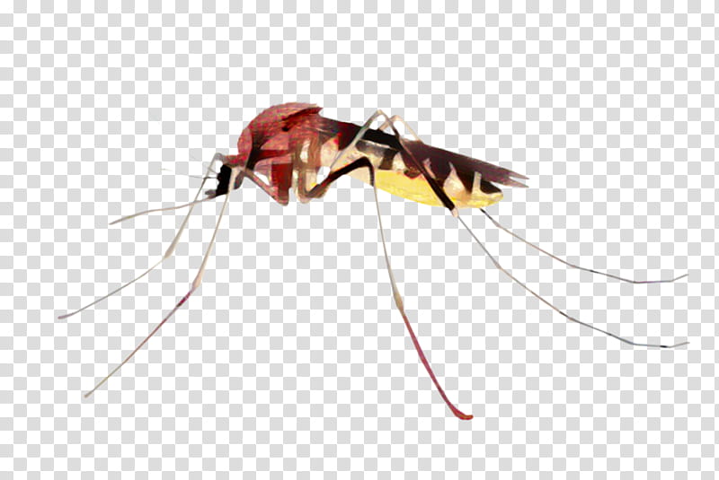 Mosquito Insect, Membrane, Pest, Membranewinged Insect, Fly transparent background PNG clipart