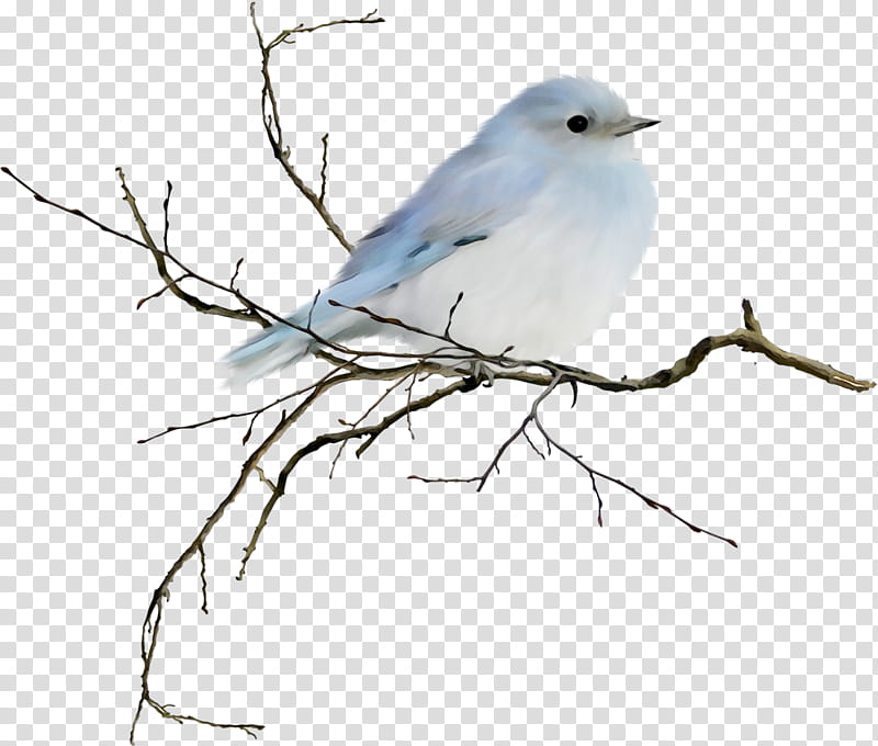 bird mountain bluebird beak bluebird branch, Watercolor, Paint, Wet Ink, Perching Bird, Songbird, Twig, Blue Gray Gnatcatcher transparent background PNG clipart