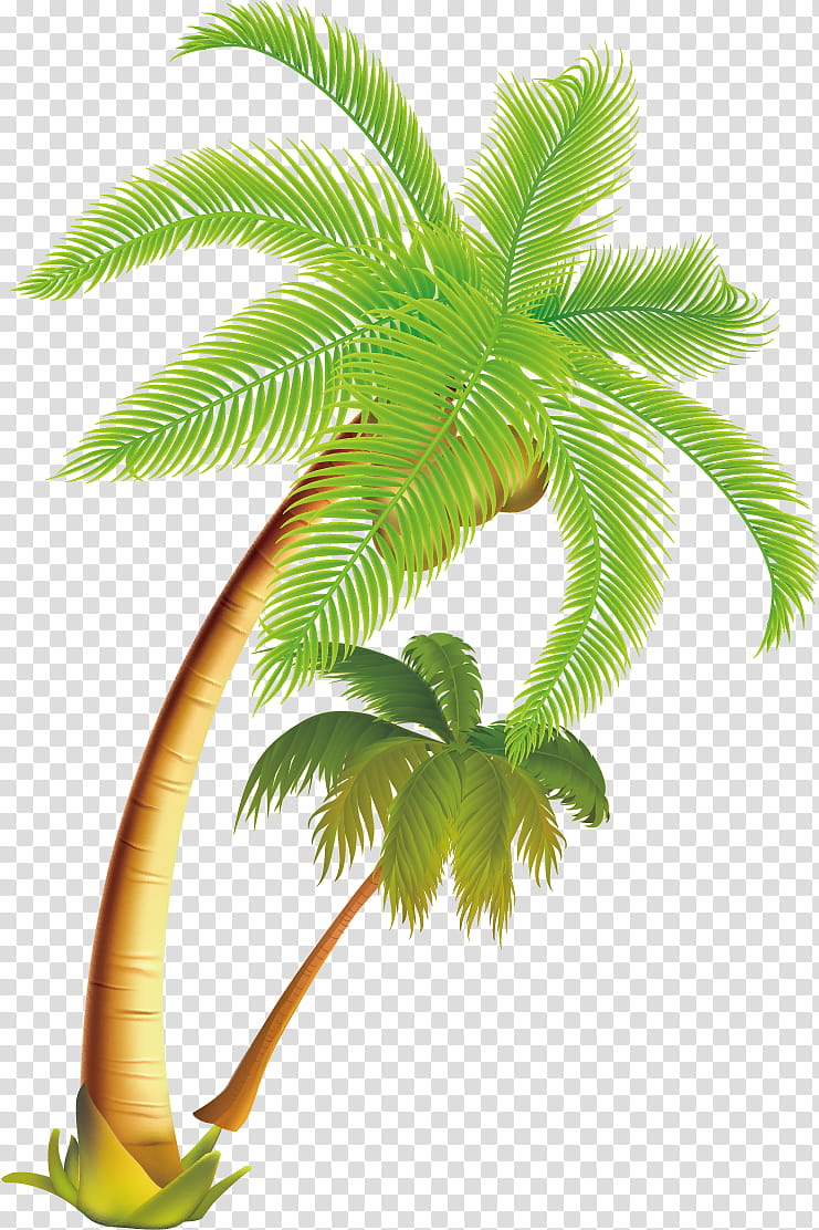 Palm Oil Tree, Coconut, Palm Trees, Food, Coconut Merchant, Date Palm, Coconut Oil, Blue Coconut Tree transparent background PNG clipart