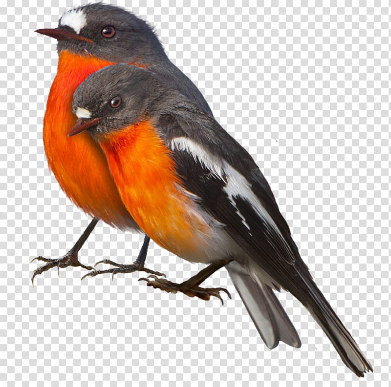Winter With Birds, two black-orange-white birds illustration transparent background PNG clipart