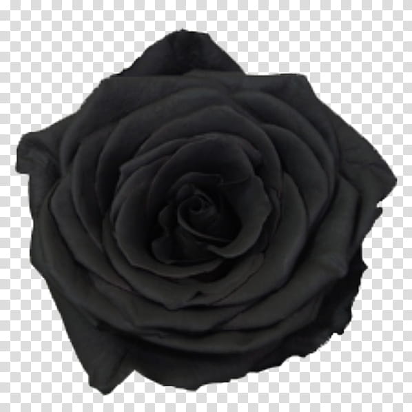 Flowers, Garden Roses, Cut Flowers, Petal, Black M, Rose Family, Rose Order transparent background PNG clipart