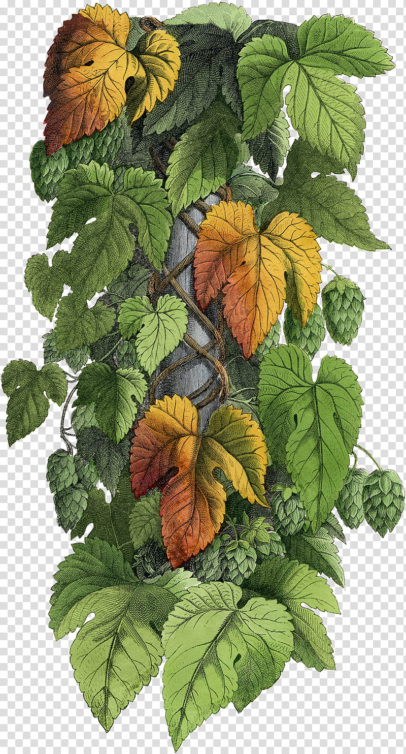 Flower Plant, Alamy, Ale, Hops, Common Hop, Brewing, 1000000, Engraving transparent background PNG clipart