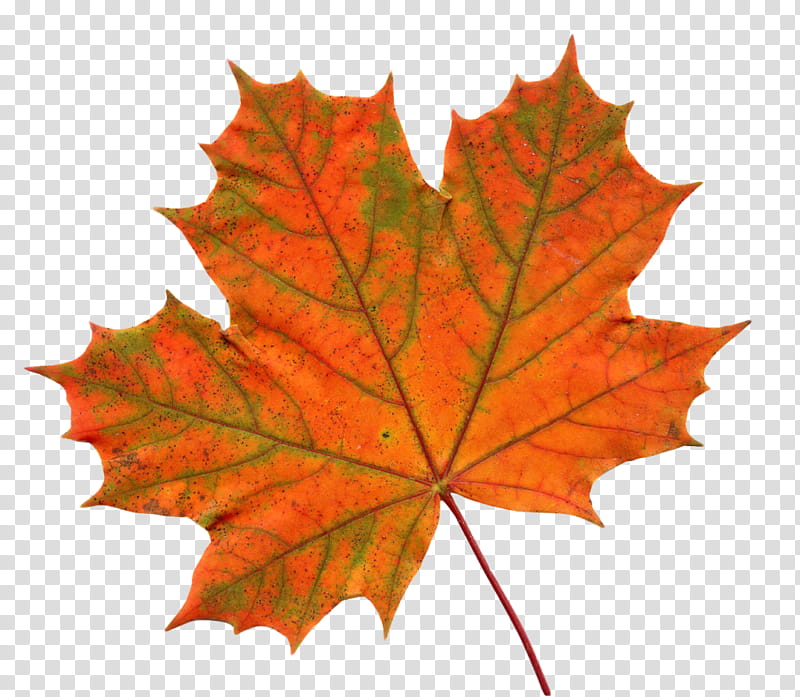 Canada Maple Leaf, Red Maple, Big Maple Leaf, Canadian Gold Maple Leaf, Flag Of Canada, Sticker, Orange, Tree transparent background PNG clipart