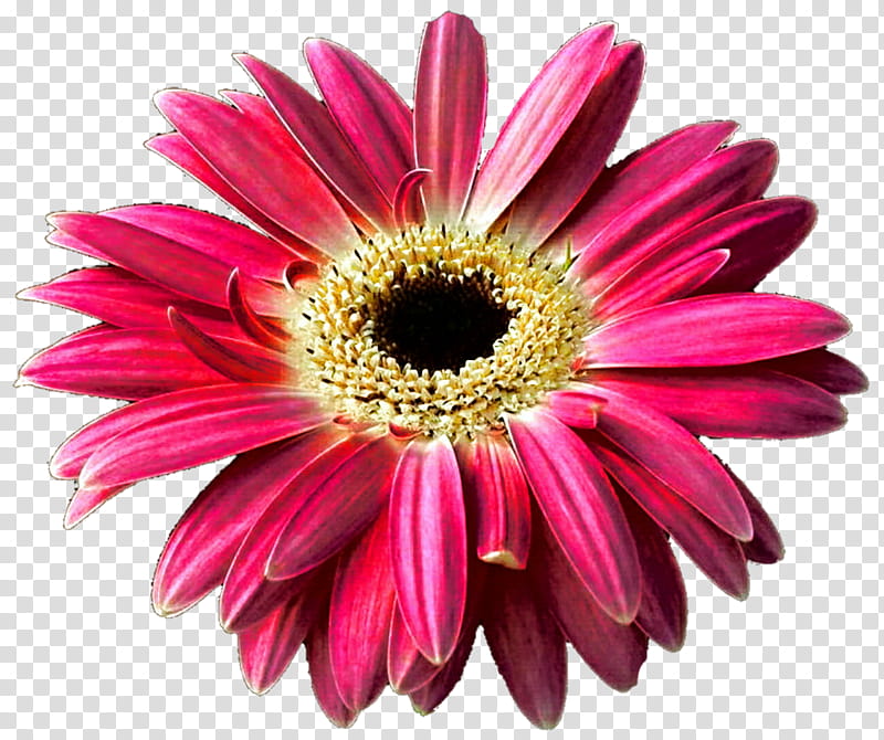 Coral Gerber Daisy transparent background PNG clipart