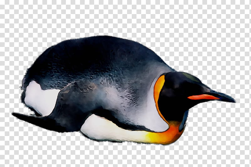 Penguin, King Penguin, Beak, Bird, Flightless Bird, Emperor Penguin, Gentoo Penguin transparent background PNG clipart