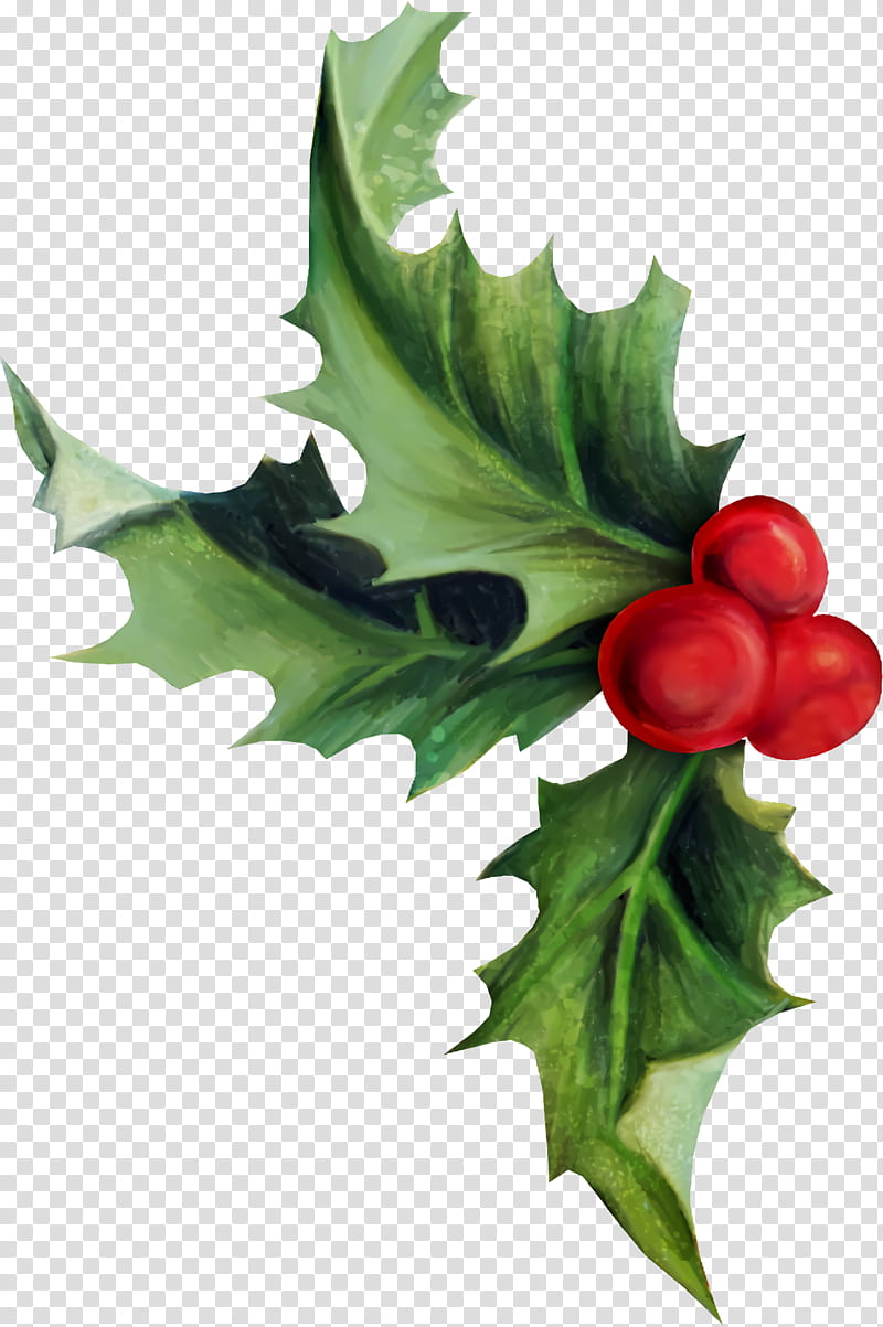 Holly Christmas, Christmas , Leaf, American Holly, Plant, Flower, Tree, Hollyleaf Cherry transparent background PNG clipart