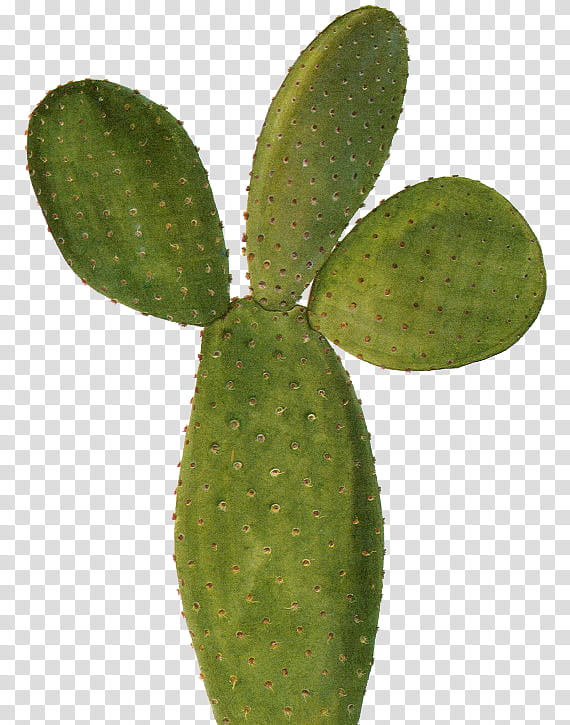 Cactus , cutout of prickly cactus transparent background PNG clipart