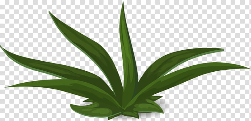 Aloe Vera Leaf, Plants, Flowerpot, Seedling, Houseplant, Terrestrial Plant, Agave, Yucca transparent background PNG clipart