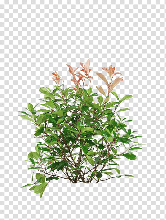 Leaf Branch, Shrub, Plants, Plant Stem, Kochtopf, Flowerpot, Branching, Evergreen Marine Corp transparent background PNG clipart