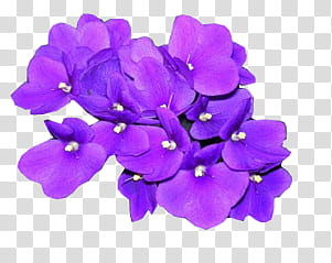 purple flowers transparent background PNG clipart