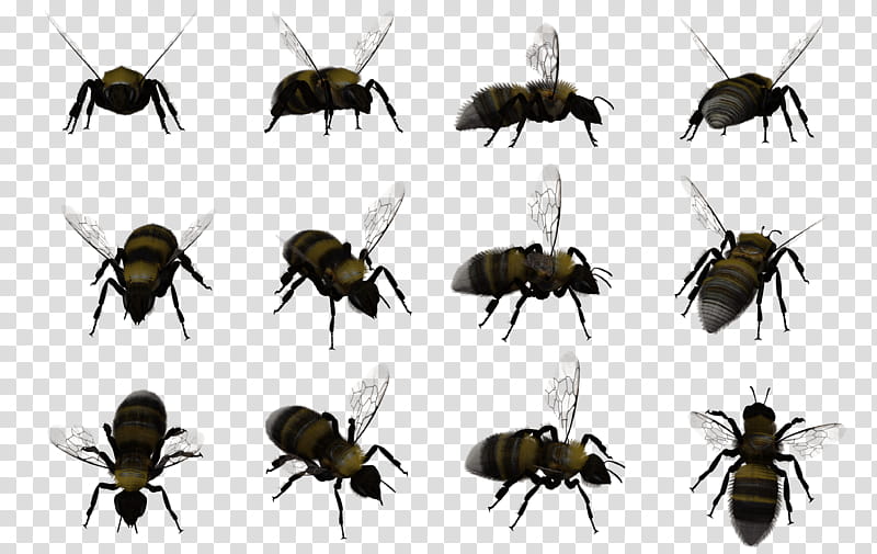 Bumble Bee Set , yellow bees transparent background PNG clipart