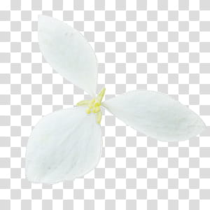 white-petaled flowr transparent background PNG clipart