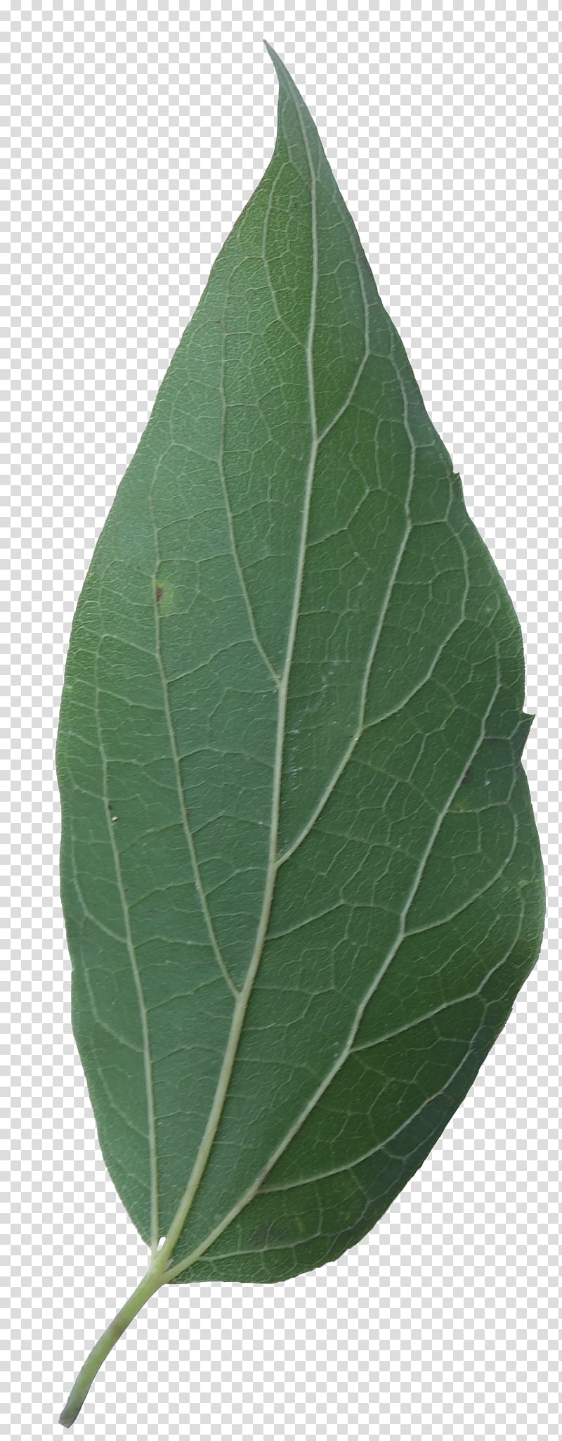 Birch Tree, Leaf, Hackberry, Eastern Cottonwood, Plants, Shrub, Deciduous, River Birch transparent background PNG clipart