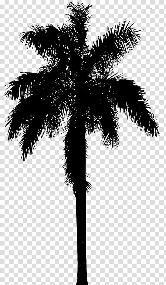 Palm Tree Silhouette, Asian Palmyra Palm, Logo, Palm Trees, White, Arecales, Coconut, Woody Plant transparent background PNG clipart