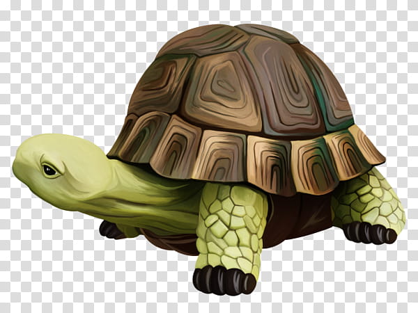 Turtle, Box Turtles, Tortoise, Animal, Watercolor Painting, Computer Software, Green, Reptile transparent background PNG clipart