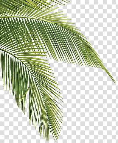 Tropical, green palm tree leaves transparent background PNG clipart