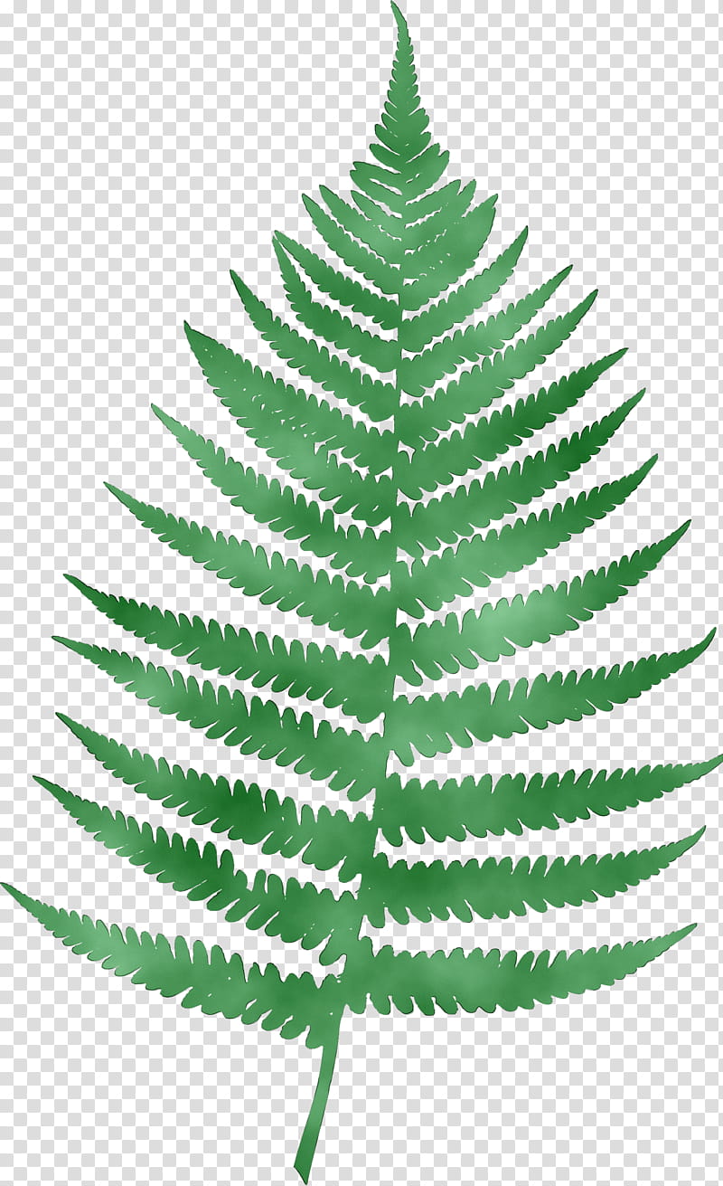 Background Family Day, Tshirt, Spruce, Christmas Tree, Christmas Ornament, Spreadshirt, Man, Fern transparent background PNG clipart