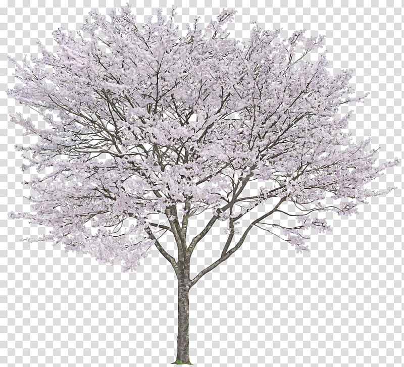 tree woody plant plant branch twig, Flower, Blossom, Plant Stem, Frost transparent background PNG clipart