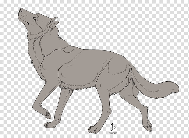 Free Canine Lineart [Color-blocked PSD File+], gray fox graphic transparent background PNG clipart