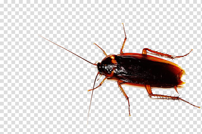 insect pest cockroach oriental cockroach macro graphy, Macro , Beetle, Parasite transparent background PNG clipart
