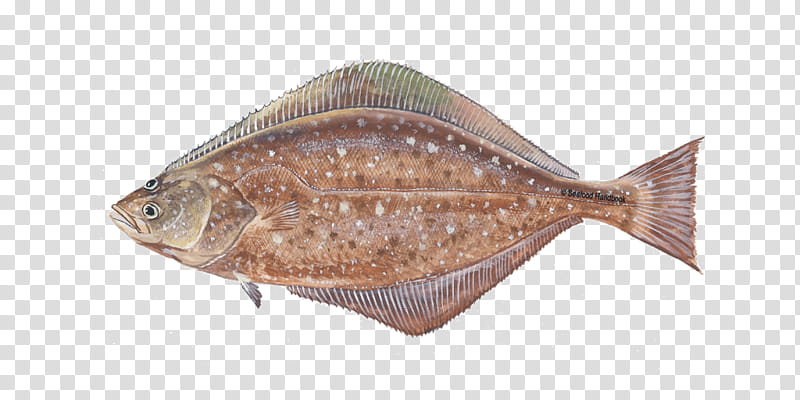 Fish, Halibut, Pacific Halibut, Seafood, Flounder, Pacific Ocean Perch, Ocean Beauty, Flatfish transparent background PNG clipart