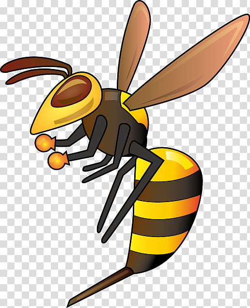 Bee, Insect, True Wasps, Pest, Asian Giant Hornet, Honey Bee, Pest Control, Stinger transparent background PNG clipart