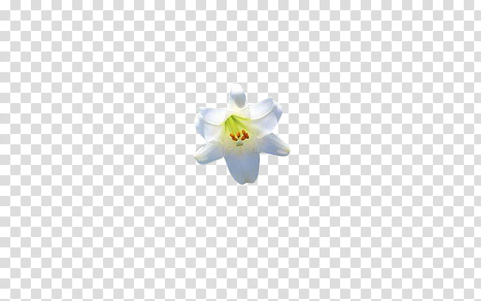 Flowers II, white lily flower in bloom transparent background PNG clipart