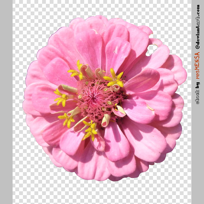 Zinnia mix , pink petaled flower transparent background PNG clipart