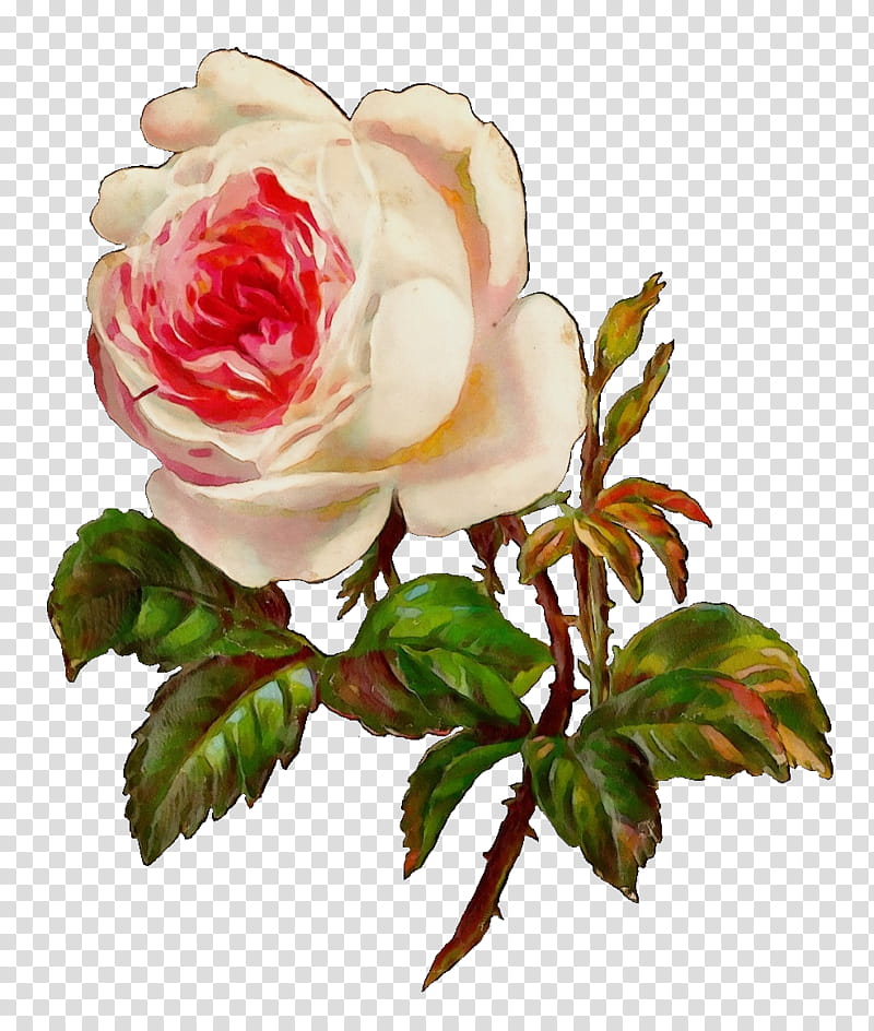 Watercolor Pink Flowers, Paint, Wet Ink, Tommy Santee Klaws, Garden Roses, Amazon Prime Music, Firetv, Streaming Media transparent background PNG clipart