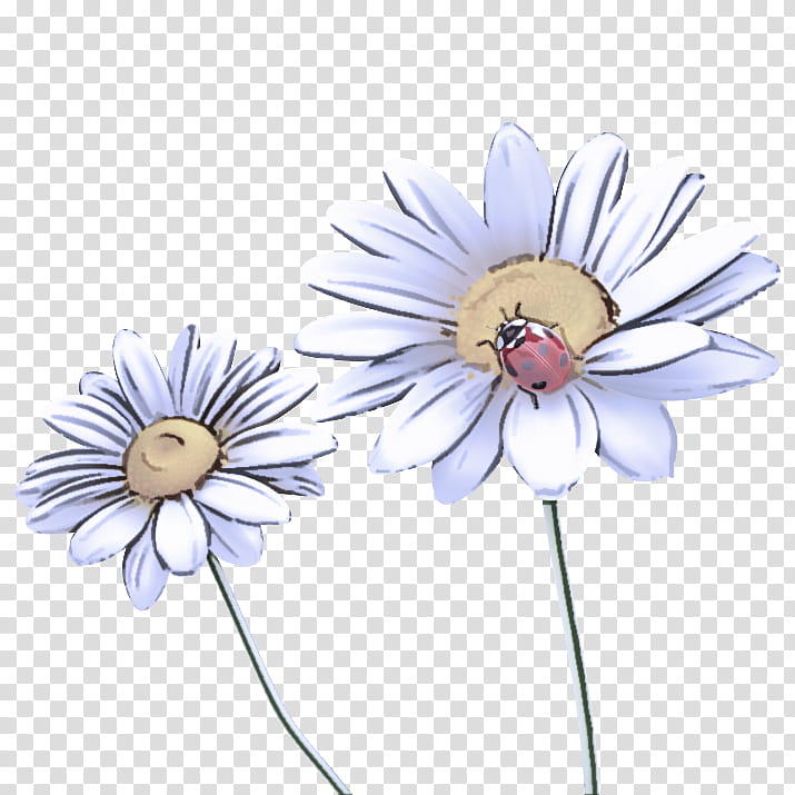 Daisy, White, Flower, Gerbera, Petal, Chamomile, Plant, Camomile transparent background PNG clipart