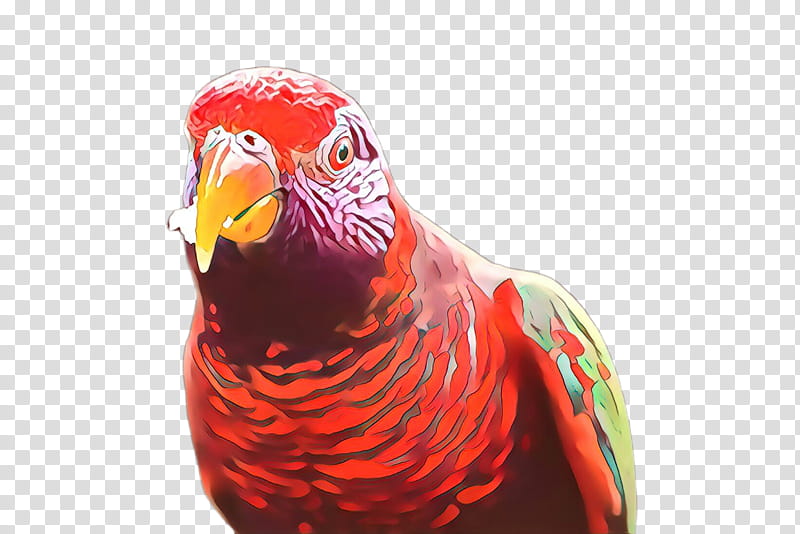 bird beak parrot lorikeet parakeet, Cartoon transparent background PNG clipart