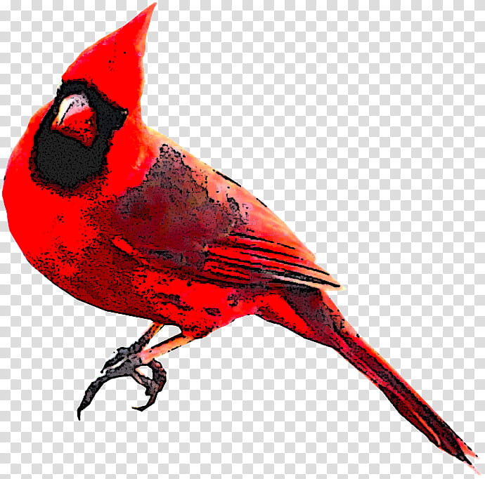 Cardinal Bird, Fauna, Beak, Feather, Loriini, Vertebrate, Northern Cardinal, Perching Bird transparent background PNG clipart