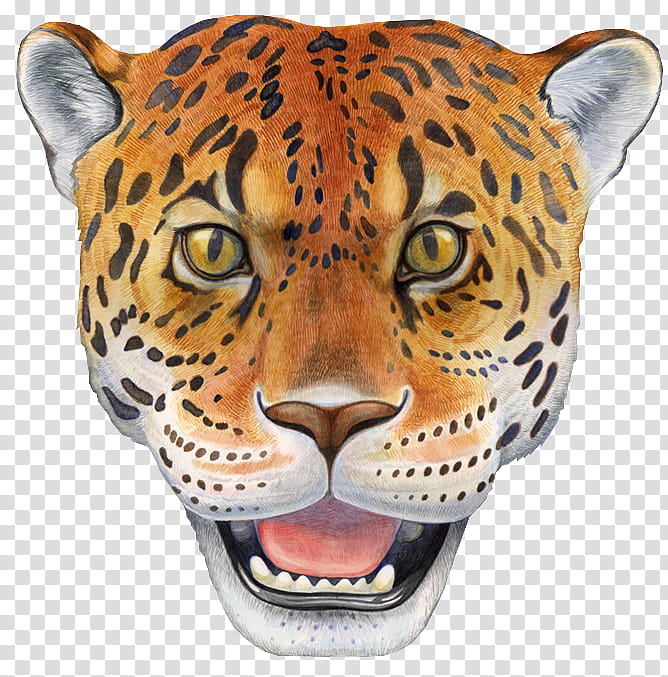 Cats, Jaguar, Leopard, Cheetah, Lion, Tiger, Wolf, Mask transparent background PNG clipart