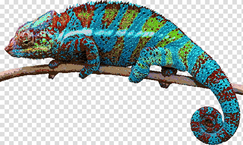 Chameleon, Lizard, Reptile, Chameleons, Green Iguana, Gecko, Iguanas, Gekkota transparent background PNG clipart